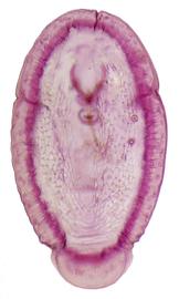  Halimococcidae:  Thysanococcus pandani  
 Second Instar Female 